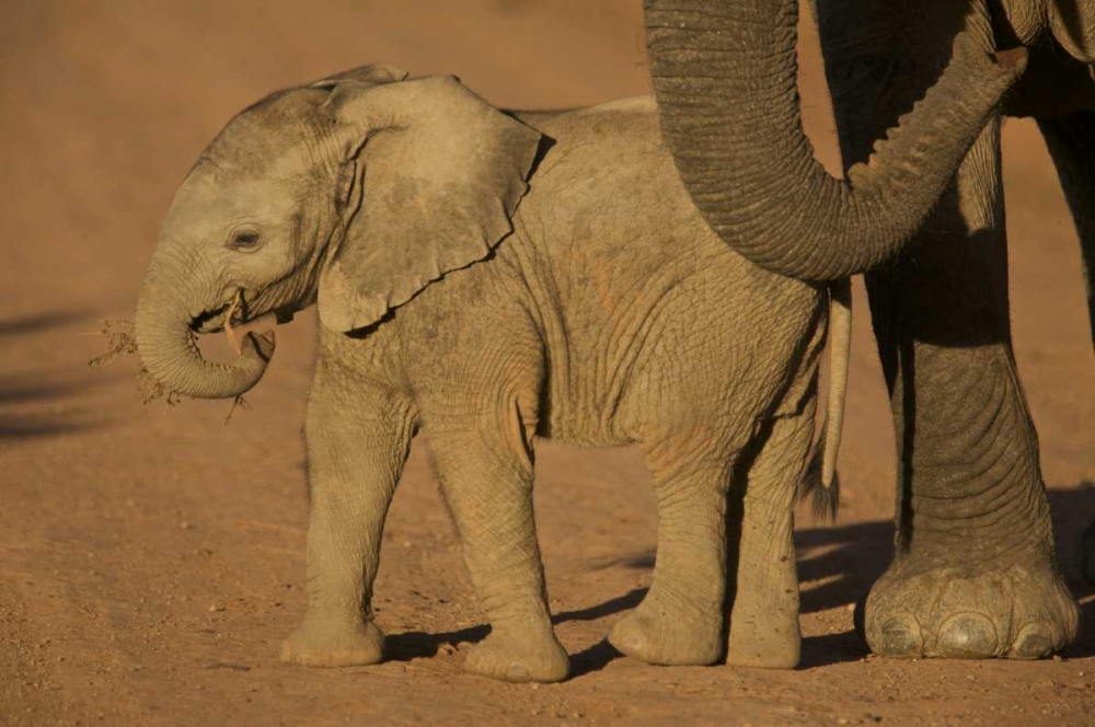South Africa Baby elephant plays with a branch
